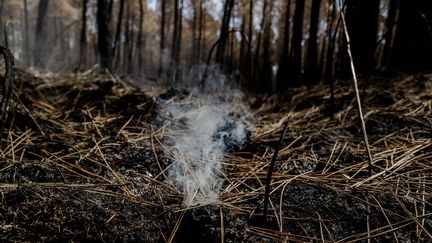 Un fumeron, morceau de bois ou de tourbe pas totalement carbonisé,&nbsp;susceptible de se réenflammer. Le 27 juillet 2022, à Landiras. (GUILLAUME BONNAUD / MAXPPP)