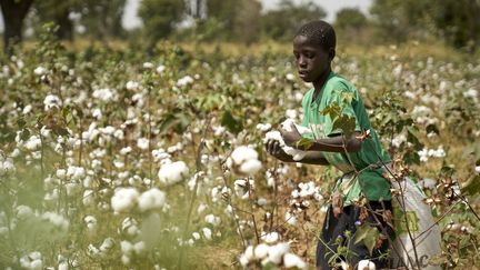 Un enfant récolte du coton dans un champ au sud du Mali. En 2018, le pays était devenu le premier producteur d'Afrique. (MICHELE CATTANI / AFP)