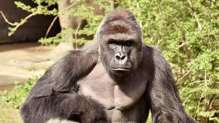 Harambe&nbsp;était&nbsp;un gorille mâle âgé de 17 ans et pesant plus de 180 kilogrammes. (REUTERS)