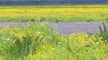 Loire-Atlantique : en guerre contre la jussie, une plante invasive