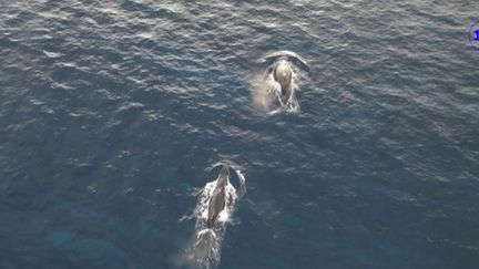 La Réunion : les baleines surveillées de près (franceinfo)