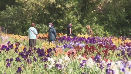 Hérault : un collectionneur d’iris ouvre les portes de son jardin à Gignac (FRANCE 3)