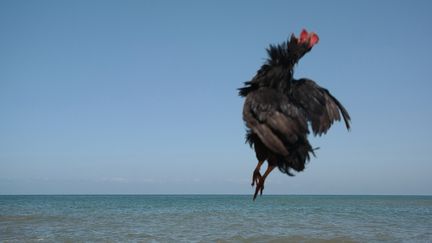 Mohammed Laouli s'intéresse ici à la pratique de la sorcellerie et des rituels au Maroc. Avec "Barouk" (2017), il évoque le Mausolée de Saint Sidi Moussa Doukkali situé à Salé face à l’Atlantique. Chaque lundi, ce lieu de pèlerinage devient le théâtre d’un rituel au cours duquel les femmes souhaitant se marier ou tomber enceinte sacrifient une poule noire en la jetant dans l’océan. Les volailles atterrissent en fait dans les mains d’hommes habitant les grottes situées sous la falaise.&nbsp; &nbsp; &nbsp; &nbsp; (MOHAMMED LAOULI, COURTESY LE CUBE INDÉPENDANT ART ROOM)