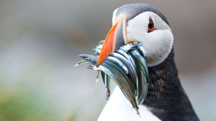 Ce puffin des Iles Farne (Royaume-Uni) aurait-il les yeux plus gros que le ventre, le 15 juin 2012&nbsp;?&nbsp; (WILL NICHOLS / REX / SIPA)