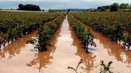 Capestang (H&eacute;rault), des vignes noy&eacute;es apr&egrave;s les inondations, el 29 septembre 2014 ( MAXPPP)