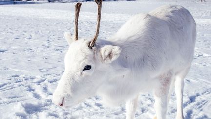 Ce petit renne blanc a été aperçu par Mads Nordsveen au nord de la Norvège.&nbsp;&nbsp; (MADS NORDSVEEN / CATERS NEWS AGENCY / SIPA)