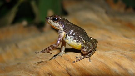 Le crapaud Mannophryne molinai, sur une photo réalisée le 4 avril 2014 mais diffusée le 23 novembre 2018 par le Muséum d'histoire naturelle La Salle. (FERNANDO ROJAS-RUNJAIC / LA SALLE NATURAL HISTORY MUSEUM / AFP)