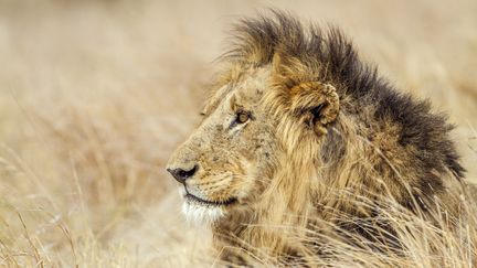 Un lion dans le parc national de Kruger, en Afrique du Sud, le 1er décembre 2016. (PATRICE CORREIA / AFP)