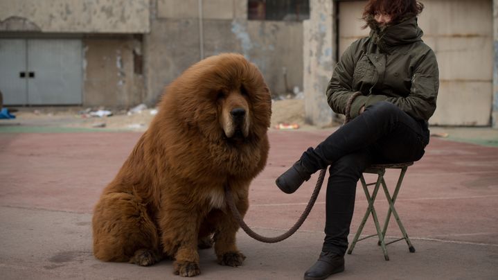 Un mastiff du Tibet est propos&eacute; &agrave; la vente lors d'une foire &agrave; Baoding (Chine), le 9 mars 2013. (ED JONES / AFP)