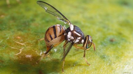 Une femelle mouche orientale ou bactrocera dorsalis en train de pondre des œufs sous la peau d'un fruit. (DOMAINE PUBLIC / ARS VIA WIKIMEDIA COMMONS)