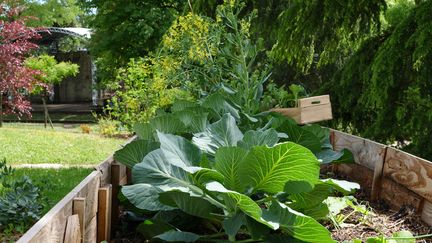 Un potager a été installé dans le parc public Gamenson. (ISABELLE MORAND / RADIO FRANCE / FRANCE INFO)