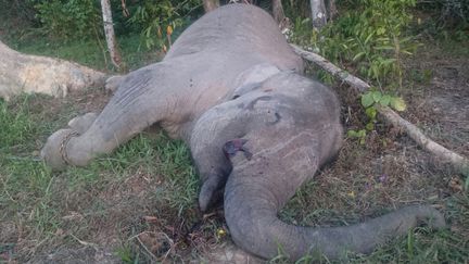 La d&eacute;pouille de l'&eacute;l&eacute;phant Yongki sur une photo non identifi&eacute;e, diffus&eacute;e lundi 21 septembre 2015, par le parc national&nbsp;de Bukit Barisan Selatan (Indon&eacute;sie). (STR / BUKIT BARISAN SELATAN NATIONAL / AFP)