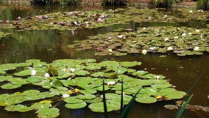 Les jardins de Giverny où Claude Monet créa ses fameux "Nymphéas"
 (MAXPPP)