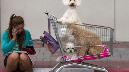 Une visiteuse prom&egrave;ne ses chiens dans un caddie pr&egrave;s de l'endroit o&ugrave; se tient le concours canin international de&nbsp;Bangkok (Tha&iuml;lande), le 26 juin 2014. (SAKCHAI LALIT / AP / SIPA)