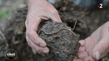 VIDÉO. Sécheresse dans les Pyrénées-Orientales : les agriculteurs se réinventent pour économiser l'eau