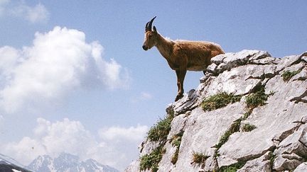 Une chèvre sauvage dans le massif de la Vanoise. Photo d'illustration. (SEBASTIEN JARRY / MAXPPP)