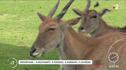 Des animaux au Zoo African Safari. (France 2)