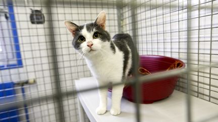 Comme ce petit chat, des milliers d'animaux attendent de recevoir une famille chaleureuse pour Noël. (BELLOUMI / MAXPPP)