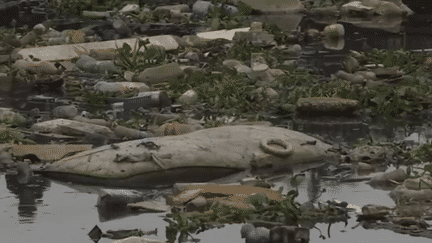 Rio 2016 : des eaux polluées par des tonnes de déchets