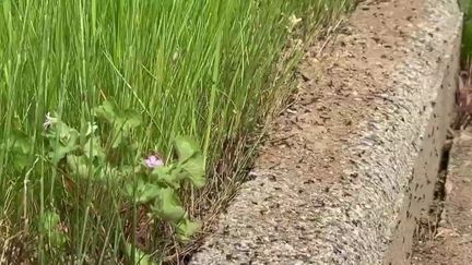 Tarn : à Albi, les habitants d'un quartier sont envahis par les fourmis (France 2)