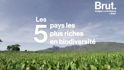 La frégate superbe, le lotus d'Orient et plusieurs milliers d'autres espèces animales et végétales en ont fait leur sanctuaire... Voici les cinq pays les plus riches en biodiversité.