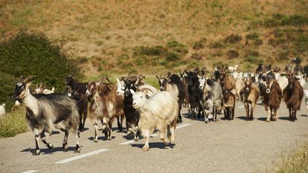 Découverte : le boom du tourisme à la ferme