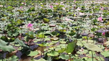 Cambodge : le lotus utilisé pour fabriquer du textile