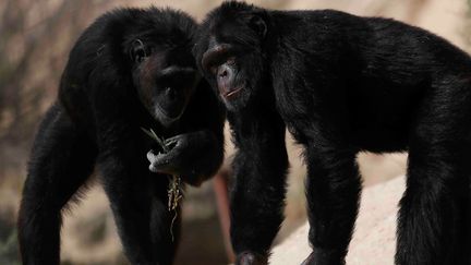 Chimpanzés  (REUTERS/Amr Abdallah Dalsh)