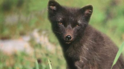 6media incroyable périple d'un renard polaire