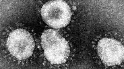 Coronavirus observé au microscope. (Cr&eacute;dits Photo : Wikimedia Commons / CDC/Dr. Fred Murphy
&nbsp;)