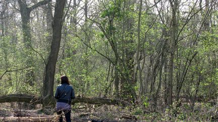 &nbsp; (La forêt de Sénart, en Essonne. © MaxPPP)