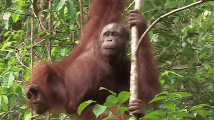 Indonésie : la jungle de Bornéo, le dernier sanctuaire des orangs-outans