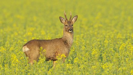 Un chevreuil s'est perdu dans le jardin d'un particulier &agrave; Marmande (Lot-et-Garonne), avant de charger le pompier intervenu sur les lieux, le 7 mai 2014. (MICHAEL BREUER / BIOSPHOTO / AFP)