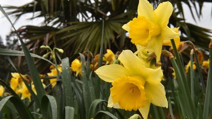 &nbsp; (Les jonquilles sont déjà en train de fleurir. Ici en Bretagne. © MaxPPP)