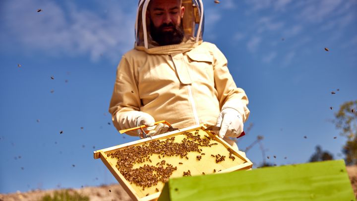 Le parc des Landes de Gascogne invite petits et grands à un atelier ludique et pédagogique sur les abeilles. L'occasion d'enfiler une combinaison pour s'approcher d'une ruche. (SANDRA BAKS)