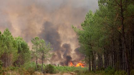 
Jusqu'à 1 000 pompiers seront mobilisés dans la journée de mercredi pour lutter contre les incendies en Gironde, le 13 septembre 2022. (FABIEN COTTEREAU / MAXPPP)