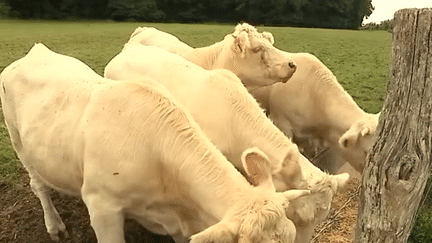 Après la crise du lait, la crise de la viande bovine se profile