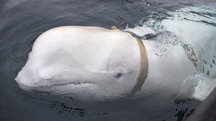 Un belunga dans les eaux norvégiennes, le 26 avril 2019. (JORGEN REE WIIG / NORWEGIAN DIRECTORATE OF FISHERI)