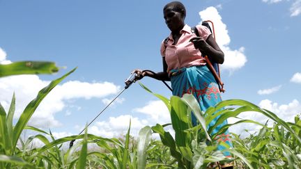 Une agricultrice verse du pesticide sur son champ de maïs dans le district de&nbsp;Chikwawa (est du Malawi) le 19 mars 2019. Le Malawi est un pays essentiellement agricole. (REUTERS - ELDSON CHAGARA / X01723)