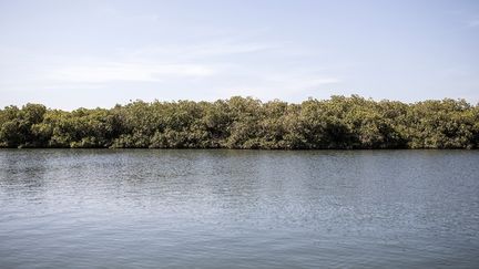 La mangrove de l'aire marine protégée de Joal-Fadiouth, Sénégal.&nbsp; (JOHN WESSELS / AFP)