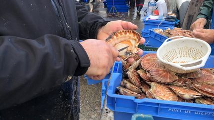 Coquille Saint-Jacques ouverte par un pêcheur à Dieppe (Seine-Maritime). (RUDY PUPIN / RADIO FRANCE)