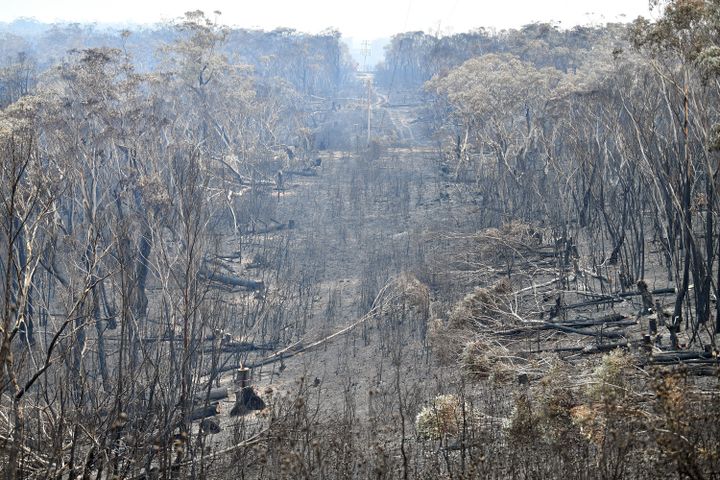 Une forêt des Montagnes bleues (Australie),&nbsp;brûlée dans les incendies, le 18 décembre 2019. (SAEED KHAN / AFP)