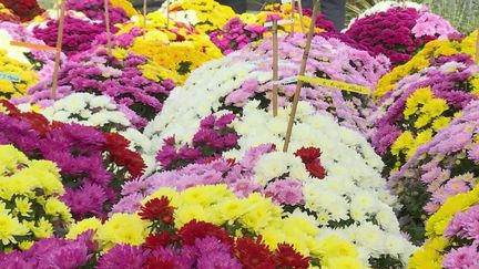 En Corrèze, un horticulteur propose à ses clients d'acheter leurs chrysanthèmes au drive. Une initiative pratique pour de nombreux consommateurs. (France 2)