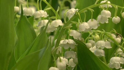 1er mai : le prix muguet en augmentation avec l'inflation (CAPTURE D'ÉCRAN FRANCE 3)