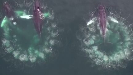 Nature : le piège à bulle des baleines à bosse