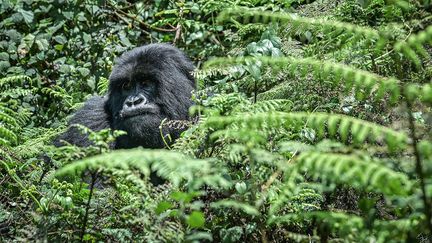 Un gorille de montagne&nbsp;dans le Parc national des Volcans au Rwanda, le 29 octobre 2021. (SIMON MAINA / AFP)