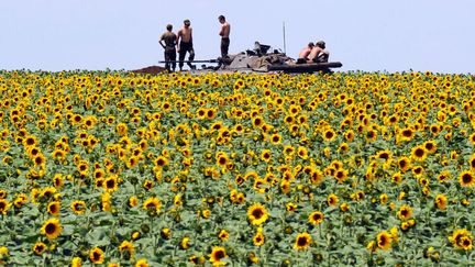 Des soldats ukrainiens profitent du soleil sur un char stationn&eacute; pr&egrave;s d'un champ de tournesol non loin de Donetsk (Ukraine), le 10 juillet 2014. (DOMINIQUE FAGET / AFP)