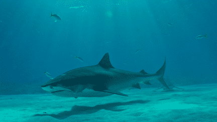 VIDEO. Le requin, un animal victime de sa réputation (brut)