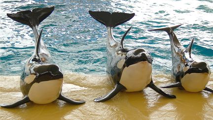 &nbsp; (Des orques dans un parc Seaworld. © Fotolia)