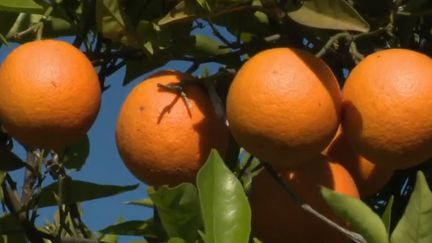 Espagne : l'orange menacée par la surproduction mondiale